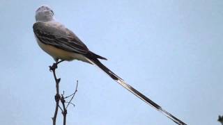 Scissortailed flycatcher [upl. by Phillipe366]