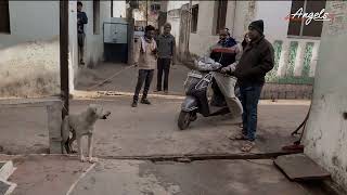 Men were beating this dog until one woman confronted them all [upl. by Falcone]