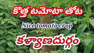 new tomato crop informationcrop information Anantapur tomato cropsKalyanadurgam tomato crops [upl. by Nitsraek687]