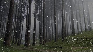 4 Stunden Regen Gewitter und Donner im Wald  Regengeräusche zum Einschlafen und Entspannung [upl. by Maidel431]