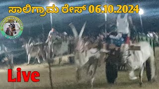 Saligrama bullock cart race live 06102024 hassanhallikarstudio bullockcartrace hallikar [upl. by Chao]