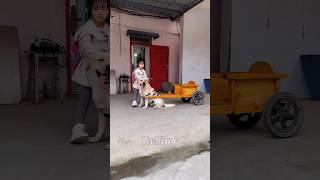 Intelligent Dog chauffeur 🐕New Viral Gadgets Smart Appliances Kitchen Utensils Home Inventions [upl. by Airdna]