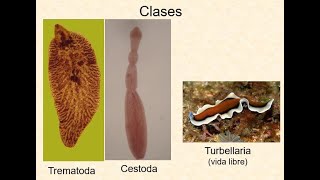 Parasitología Veterinaria Unidad 3 primera parte [upl. by Fredi]