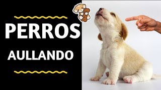 HERMOSOS PERROS AULLANDO FUERTE  dogs howling 🐶 Sonidos de Perros Aullando HD [upl. by Ocirederf]