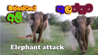 elephant attack minneriya elephantattack wildlife srilanka [upl. by Ecarg]