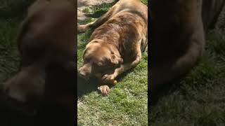 Mama get you a bone to chew on dog funnyvideo [upl. by Mahsih]