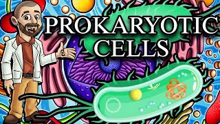 Prokaryotic Cells Characteristics Structures and Functions [upl. by Brietta]