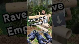 Research shows Raven emotions are contagious Heres how [upl. by Gough]