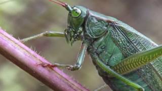 Forktailed Bush Katydid  Female Scudderia fucata [upl. by Odilia]