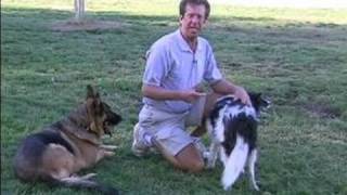 Dog Herding Tips on Border Collies  How a Border Collie Herds to the Left [upl. by Leahcir]