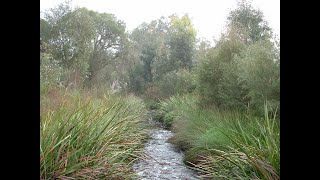 Bannister Creek transforming a drain to a living stream [upl. by Den]