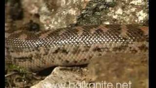 Eryx Jaculus  Snake [upl. by Lawford]