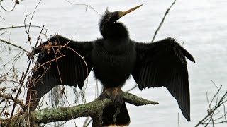 Anhinga SnakeBird Calls FYV [upl. by Garrick665]