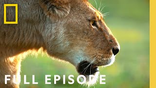 African Queens Lions vs Hyenas Full Episode  Queens  NatGeo [upl. by Eimmat468]