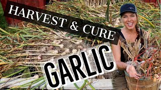 Harvesting Curing and Storing Your Homegrown Garlic [upl. by Geirk]