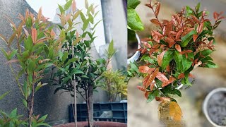 Syzygium plant care tipsChristina plant care tips Lily Pily plant care tips ☘️🍀🍀 [upl. by Neleh376]