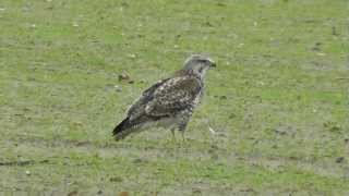 Buzzard eating worms [upl. by Enyawud]