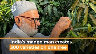 Indias mango man creates 300 varieties on one tree [upl. by Farnham]