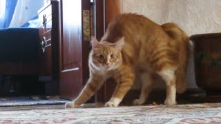 Adrenaline Cats  Funny Cat Video Compilation 2020 [upl. by Hnib]