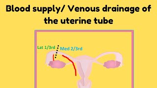 Blood supply and venous drainage of the uterine tube [upl. by Fini]