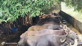 भैंस विडियो  Murrah Buffalo New Video 2024  Yadav Dairy Farm  Dairy Farm  Cow Videos  Cow [upl. by Crista]