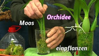 Orchidee retten Orchideen Spezial mit Sphagnum Moos wachsen lassen [upl. by Eibbob]