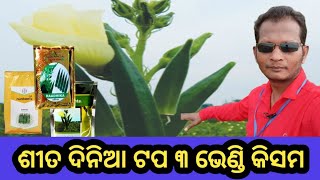 okera farming in odishaଶୀତଦିନିଆ ଭେଣ୍ଡିଚାଶ okera [upl. by Akeimahs930]