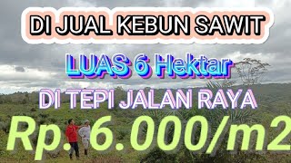 BURUAN đź“˘â€Ľď¸Ź6 Ha KEBUN SAWIT DI PINGGIR JALAN RAYA HANYA Rp 6000m2 [upl. by Nassi]