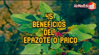 45 Beneficios del Epazote o Paico [upl. by Lenwood143]