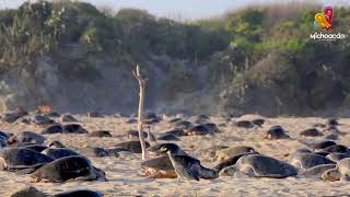 Conoce las playas de Michoacán y reconéctate con la naturaleza [upl. by Ahsircal112]