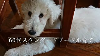 vlog子犬凪との一日 スタンダードプードル子犬育て ６０代 田舎暮らし [upl. by Avevoneg192]