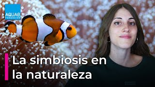 CURIOSIDADES sobre la SIMBIOSIS en la NATURALEZA  con SANDRA ORTINOBES Lahiperactina  Campus [upl. by Knapp]