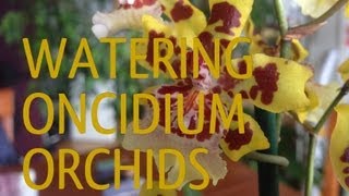 Orchid Care  quotHow To WATER ORCHIDSquot tips and tricks to AVOID Oncidium Orchid ROOT ROT [upl. by Yleen327]