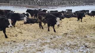 Bircham Ranch March 1 TEAM Sale [upl. by Andrel]