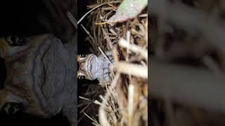 Aussie can Toad SPOTTED reptiles toad frog [upl. by Oliviero]