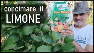 Concimare il limone con i lupini macinati [upl. by Firmin5]