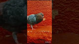 🧿Thirumbavum vanthuten  dominant male pigeon👌Tamilshortspets zone channel 💫birdspigeon [upl. by Moscow953]