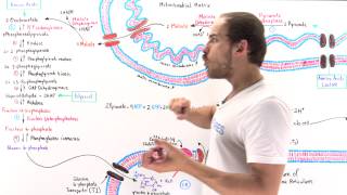 Overview of Gluconeogenesis [upl. by Reidid]