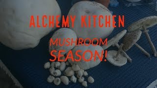 Giant Puffball Mushroom Prep tips and recipe ideas Calvatia gigantea [upl. by Assenyl996]