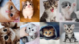 30 Cute Kitten dp  Cute cat WallpaperBeautiful cats [upl. by Baskett]