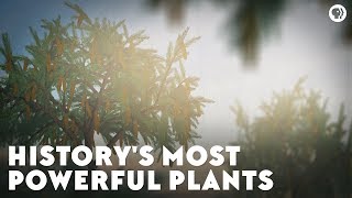 Historys Most Powerful Plants [upl. by Rotce400]