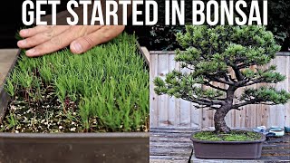 How to Get Started in Bonsai [upl. by Bitthia]