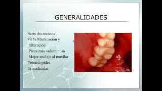 PRIMER MOLAR SUPERIOR [upl. by Eillo]