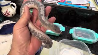 Kenyan sand boa collectionweigh in video [upl. by Dickerson472]