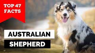 99 of Aussie Shepherd Owners Dont Know This [upl. by Wernda878]