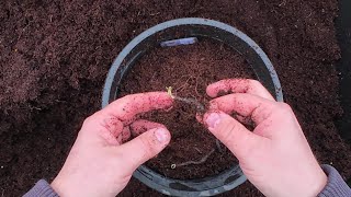 Horticulturalist pots up spring flowering Anemone 4K [upl. by Nahtanha307]