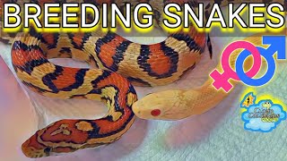 Breeding Snakes Cornsnakes 🐍 [upl. by Eniamreg284]