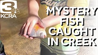 Piranha or pacu 10yearold California boy catches strange fish [upl. by Eniarrol]