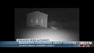 Carteret County beach residents concerned about Coyotes [upl. by Tresa]