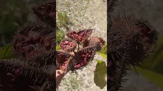 Annatto  Achiote  Bixa orellana botany garden plantcollections plants growingfood homestead [upl. by Vere]